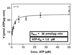 Abnova Human MET (NM_000245.2, 956 a.a. - 1390 a.a.) F1200I mutant Partial Protein expressed in Sf9 cells 100 &mu;g | Buy Online | Abnova&trade; | Fisher Scientific