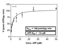 Abnova Human MET (NM_000245.2, 956 a.a. - 1390 a.a.) Y1230A mutant Partial Protein expressed in Sf9 cells 100 &mu;g | Buy Online | Abnova&trade; | Fisher Scientific