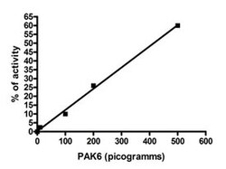 Abnova Human PAK6 kinase domain (Q9NQU5, 385 a.a. - 680 a.a.) Partial Recombinant Protein 10 &mu;g | Buy Online | Abnova&trade; | Fisher Scientific