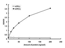 Abnova Human ACVR2B (NP_001097.2, 161 a.a. - 512 a.a.) Partial Recombinant Protein with GST-tag expressed in baculovirus infected Sf21 cells 5 &mu;g | Buy Online | Abnova&trade; | Fisher Scientific