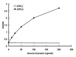 Abnova&trade;&nbsp;Human ACVR2A (NP_001607.1, 162 a.a. - 513 a.a.) Partial Recombinant Protein with GST-tag expressed in baculovirus infected Sf21 cells