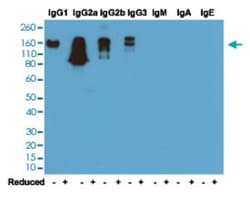IGG Rabbit anti-Mouse, Clone: RM104, Abnova 100&mu;g; Unlabeled:Antibodies,