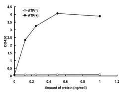 Abnova Human MAP3K1 (XP_042066.8, 1327 a.a. - 1646 a.a.) Partial Recombinant Protein with GST-tag expressed in baculovirus infected Sf21 cells 5 &mu;g | Buy Online | Abnova&trade; | Fisher Scientific