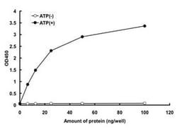 Abnova&trade;&nbsp;Human MAP3K4 (NP_005913.2, 1312 a.a. - 1608 a.a.) Partial Recombinant Protein with GST-tag expressed in baculovirus infected Sf21 cells