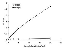 Abnova&trade;&nbsp;Human MAP3K10 (NP_002437.2, 75 a.a. - 462 a.a.) Partial Recombinant Protein with GST-tag expressed in baculovirus infected Sf21 cells