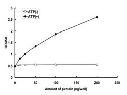 Abnova&trade;&nbsp;Human TGFBR2 (NP_003233.2, 194 a.a. - 567 a.a.) Partial Recombinant Protein with GST-tag expressed in baculovirus infected Sf21 cells