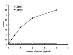 Abnova Human ZAK (NP_598407.1, 1 a.a. - 455 a.a.) Full-length Recombinant Protein with GST-tag expressed in baculovirus infected Sf21 cells 5 &mu;g | Buy Online | Abnova&trade; | Fisher Scientific
