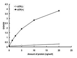Abnova&trade;&nbsp;Human BRAF (NP_004324.2, 433 a.a. - 726 a.a.) Partial Recombinant Protein with GST-tag expressed in Baculovirus infected Sf21 cells