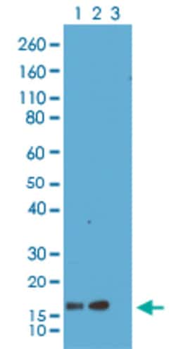 Histone H3.3 Rabbit, Clone: RM190, Abnova 100&mu;g; Unlabeled:Antibodies,