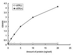 Abnova Human WEE1 (NP_003381.1, 215 a.a. - 646 a.a.) Partial Recombinant Protein with GST-tag expressed in Baculovirus infected Sf21 cells 5 &mu;g | Buy Online | Abnova&trade; | Fisher Scientific