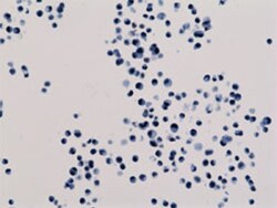 Histone H3(acetyl K18) Rabbit, Clone: RM166, Abnova 100μg; Unlabeled:Antibodies,