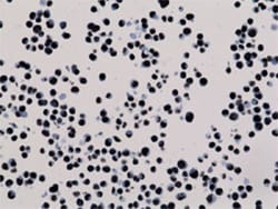 Histone H3 (trimethyl K27) Rabbit, Clone: RM175, Abnova 100&mu;g; Unlabeled:Antibodies,