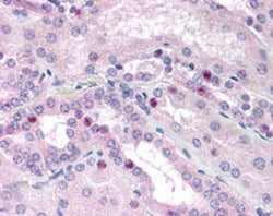 CEBPB Mouse anti-Human, Clone: 21A1, Abnova 50&mu;g; Unlabeled:Antibodies,