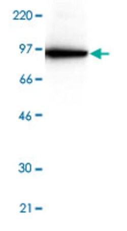 TPX2 Mouse anti-Human, Clone: 18D5, Abnova 50&mu;g; Unlabeled:Antibodies,