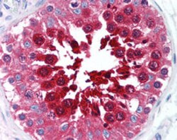 TPX2 Mouse anti-Human, Clone: 18D5, Abnova 50&mu;g; Unlabeled:Antibodies,