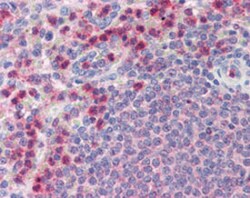 HK3 Mouse anti-Human, Clone: 4F5, Abnova 50&mu;g; Unlabeled:Antibodies,