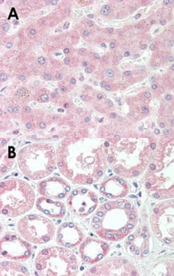 SOD1 Mouse anti-Bovine, Human, Clone: 2F5, Abnova 50&mu;g; Unlabeled:Antibodies,
