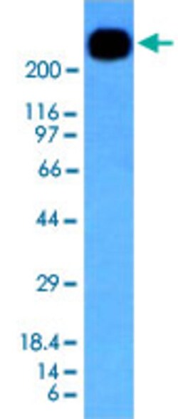 CD45RB Mouse anti-Human, Clone: PTPRC/1147, Abnova 100&mu;g; Unlabeled:Antibodies,
