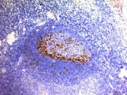 PDCD1 Mouse anti-Human, Clone: SPM597, Abnova 100&mu;g; Unlabeled:Antibodies,