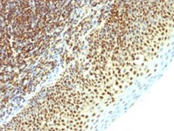 SUMO2 Mouse anti-Human, Clone: SPM621, Abnova 100&mu;g; Unlabeled:Antibodies,