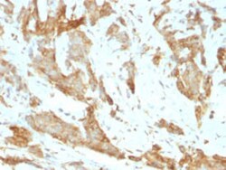 HSP90B1 Rat anti-Chicken, Human, Clone: SPM249, Abnova 100&mu;g; Unlabeled:Antibodies,