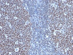 CCNB1 Mouse anti-Human, Clone: SPM619, Abnova 100&mu;g; Unlabeled:Antibodies,
