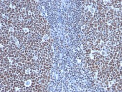 CCNB1 Mouse anti-Human, Clone: SPM619, Abnova 100&mu;g; Unlabeled:Antibodies,