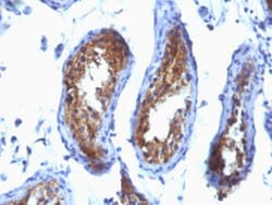 MVP Mouse anti-Human, Clone: SPM280, Abnova 100&mu;g; Unlabeled:Antibodies,