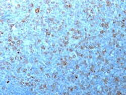 CDK1 Mouse anti-Human, Clone: CDK1/873, Abnova 100&mu;g; Unlabeled:Antibodies,