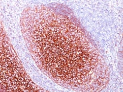 CR1 Mouse anti-Human, Clone: CR1/802, Abnova 100&mu;g; Unlabeled:Antibodies,