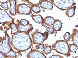 EGFR Mouse anti-Human, Clone: 31G7, Abnova 100&mu;g; Unlabeled:Antibodies,