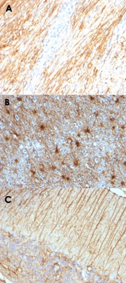 GFAP Mouse anti-Human, Rat, Clone: ASTRO/789, Abnova 100&mu;g; Unlabeled:Antibodies,