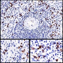 B3GAT1 Mouse anti-Human, Clone: NK-1, Abnova 100&mu;g; Unlabeled:Antibodies,