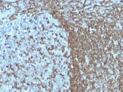 ICAM3 Mouse anti-Human, Clone: ICAM3/1019, Abnova 100&mu;g; Unlabeled:Antibodies,