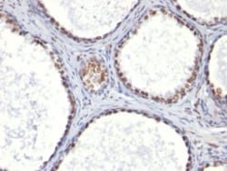AR Mouse anti-Human, Clone: AR441, Abnova 100&mu;g; Unlabeled:Antibodies,