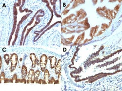 EPCAM Mouse anti-Human, Rat, Clone: EGP40/1110, Abnova™