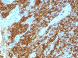 CD45RA Mouse anti-Human, Clone: 111-1C5, Abnova 100&mu;g; Unlabeled:Antibodies,
