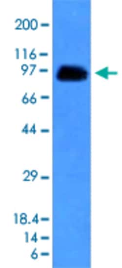 SPN Mouse anti-Human, Clone: SPN/839, Abnova 100 &mu;g | Buy Online | Abnova Corporation | Fisher Scientific