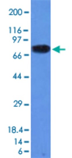 CD86 Mouse anti-Human, Clone: C86/1146, Abnova 100&mu;g; Unlabeled:Antibodies,