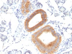 CD86 Mouse anti-Human, Clone: C86/1146, Abnova 100&mu;g; Unlabeled:Antibodies,