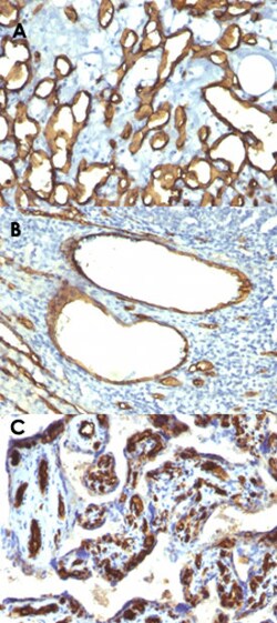 CD34 Mouse anti-Human, Clone: HPCA1/763, Abnova 100&mu;g; Unlabeled:Antibodies,