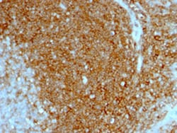 CD44 Mouse anti-Human, Clone: HCAM/1097, Abnova 100&mu;g; Unlabeled:Antibodies,