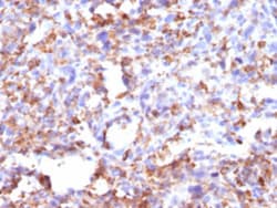 CD68 Mouse anti-Human, Clone: CD68/G2, Abnova 100&mu;g; Unlabeled:Antibodies,