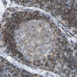 CD79B Rabbit anti-Human, Polyclonal , Abnova 100&mu;L; Unlabeled:Antibodies,