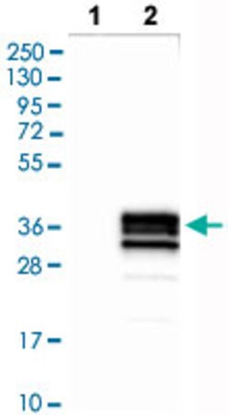 CD79B Rabbit anti-Human, Polyclonal , Abnova 100&mu;L; Unlabeled:Antibodies,