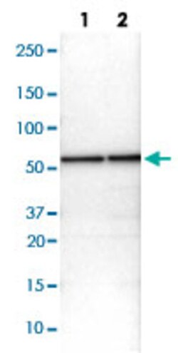 FARSA Rabbit anti-Human, Mouse, Rat, Polyclonal , Abnova 100&mu;L; Unlabeled:Antibodies,