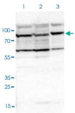 EIF4ENIF1 Rabbit anti-Human, Polyclonal , Abnova 100&mu;L; Unlabeled:Anticuerpos