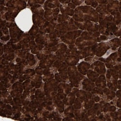 EIF4ENIF1 Rabbit anti-Human, Polyclonal , Abnova 100&mu;L; Unlabeled:Anticuerpos