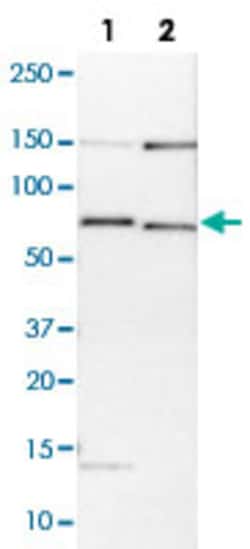 BIRC3 Rabbit anti-Human, Mouse, Rat, Polyclonal , Abnova 100 &mu;L | Buy Online | Abnova Corporation | Fisher Scientific