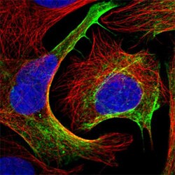 HNRNPA1 Rabbit anti-Human, Polyclonal , Abnova 100&mu;L; Unlabeled:Antibodies,